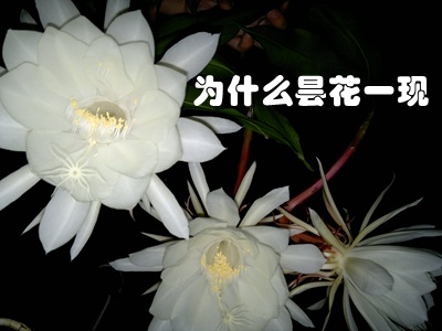 为甚么昙花开放时辰出格短