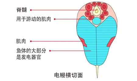 鳗鱼的读音,鳗字怎样读拼音是甚么,鳗鱼的鳗为甚么不读第四声