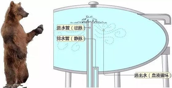 长颈鹿为甚么不会脑淤血,长颈鹿高血压的奥秘
