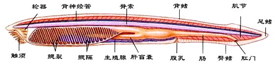文昌鱼为甚么非常名贵