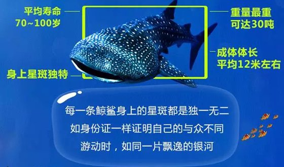 天下上最大的鱼是甚么鱼,鲸鲨有多大
