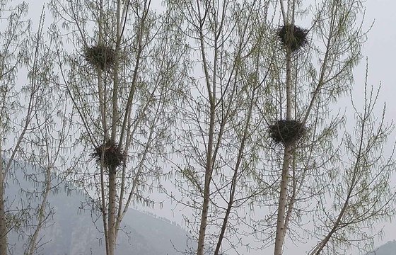 鸟熟习本身的蛋吗,为甚么有的鸟不熟习本身的蛋