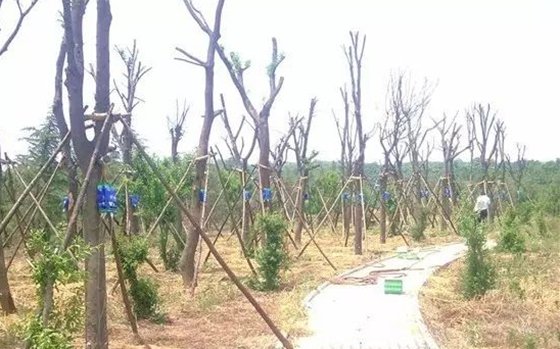 移栽时为甚么要给树木截枝？