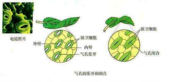 为甚么动物也会伤风发热,动物体温变更的缘由