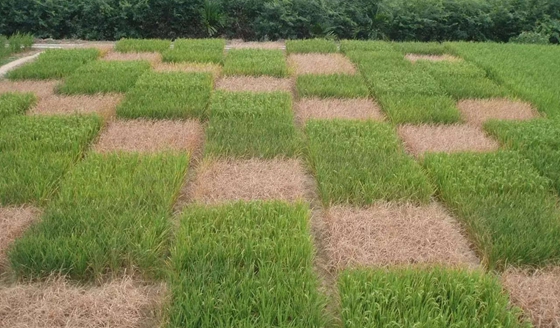 动物为甚么能抗灾除害