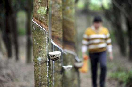 为甚么割橡胶要在早晨起头
