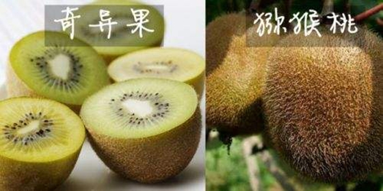为甚么说猕猴桃是生果之王