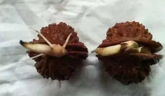 核桃的外壳那末硬能抽芽吗
