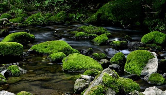 苔藓是甚么样的,苔藓怎样养