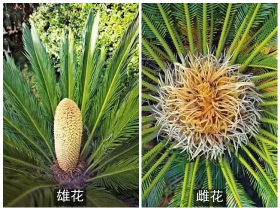 为甚么说铁树不轻易着花,铁树着花是甚么意义