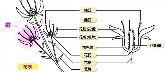 动物有性别吗,怎样辨别动物的牝牡