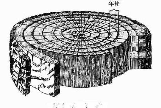 若何晓得树的春秋,大树年轮的奥秘