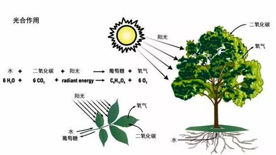 为甚么大树底下比拟凉爽,大树上面好纳凉的缘由