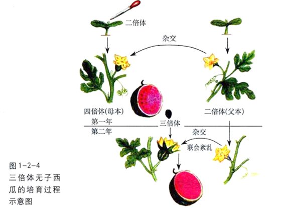 为甚么无籽西瓜不籽