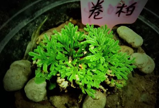 卷柏为甚么有九死还魂的身手