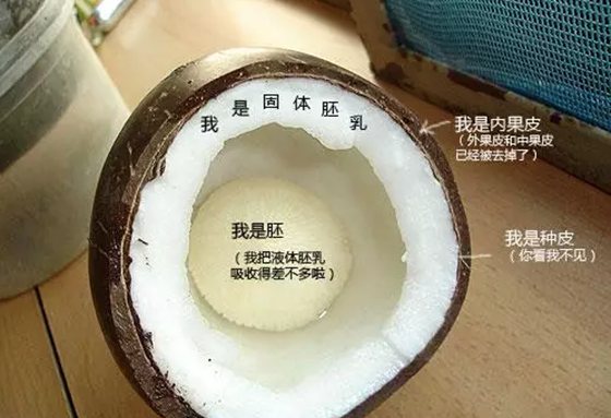 为甚么椰子树发展在海边,椰子树长在海边的缘由