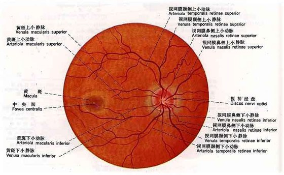 为甚么看眼底可以或许或许诊断疾病,看眼底能诊断哪些疾病