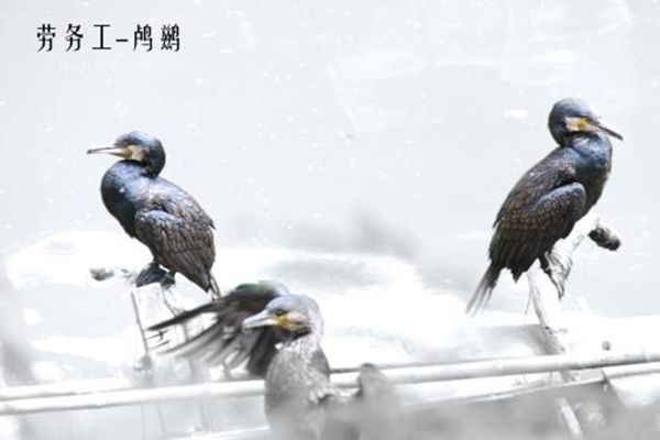 鸬鹚怎样读,鸬鹚网鱼为甚么不吃,鸬鹚几多钱一只
