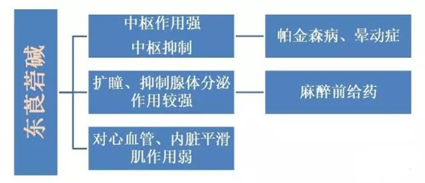 东莨菪碱的功能与感化