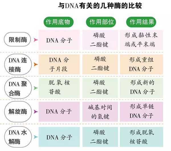 为甚么基因工程也叫遗传工程,甚么是基因工程