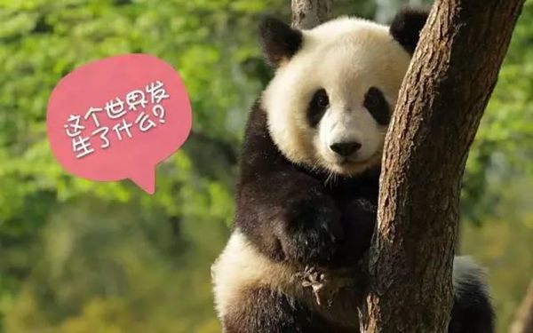 大熊猫为甚么被视为中国的国宝