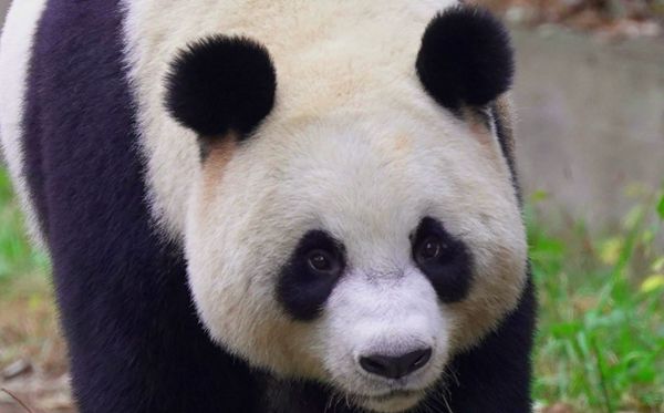 大熊猫为甚么被视为中国的国宝