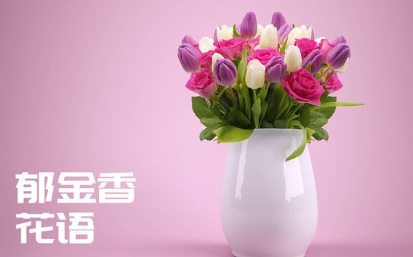 郁金香的花语是甚么,郁金香花语大全