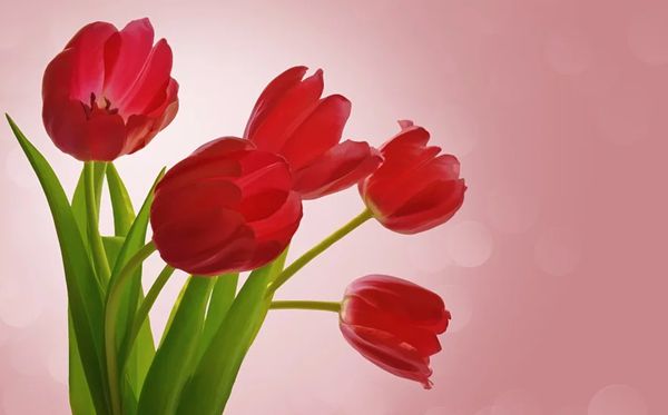 郁金香的花语是甚么,郁金香花语大全