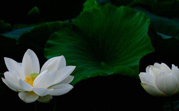 莲花的花语是甚么,莲花花语大全
