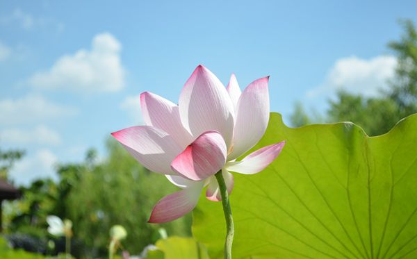 莲花的花语是甚么,莲花花语大全