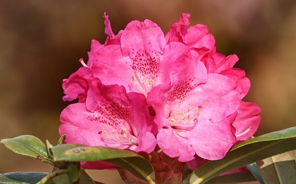 杜鹃花的花语是甚么,杜鹃花花语大全