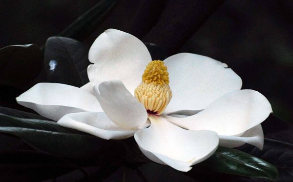 栀子花的花语是甚么,栀子花花语大全