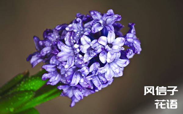 风信子的花语是甚么,风信子花语大全