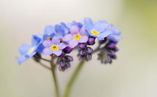 勿无私的花语是甚么,勿无私的花语大全