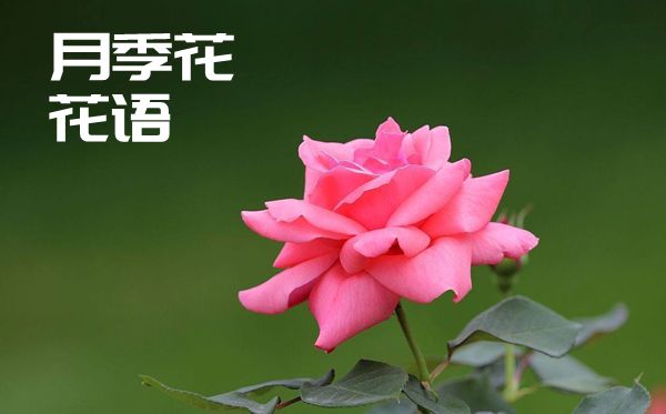 月季花的花语是甚么,月季花花语大全