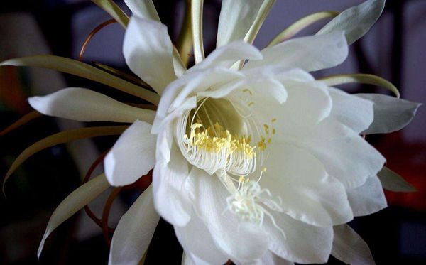 昙花的花语是甚么,昙花花语大全