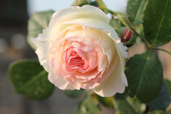 红色月季花