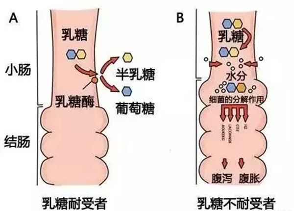 为甚么不能空肚喝牛奶,不能空肚喝牛奶的缘由是甚么