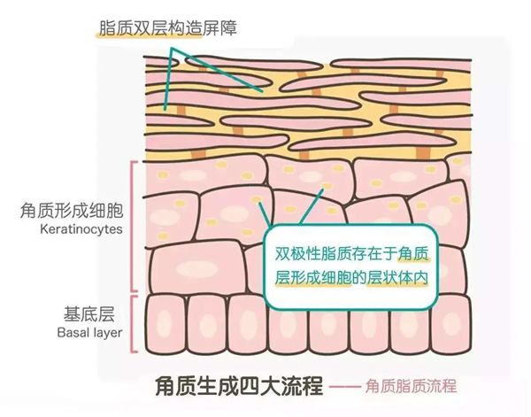 为甚么洗完澡手指是皱的,手指和脚指爱褶皱是怎样回事