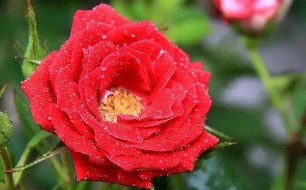蔷薇的花语是甚么,蔷薇花语大全