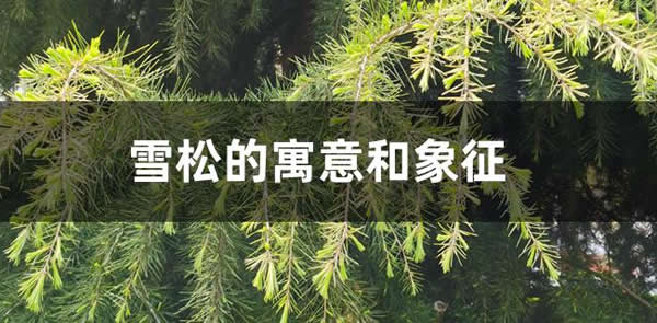 雪松的寄意和意味