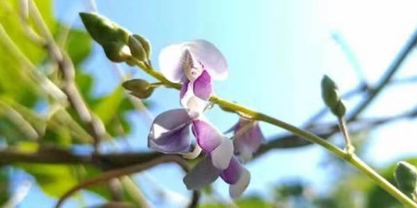 舞蹈草的花语