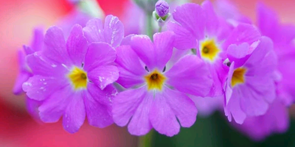 四时樱草的花语