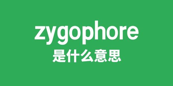 zygophore是甚么意义