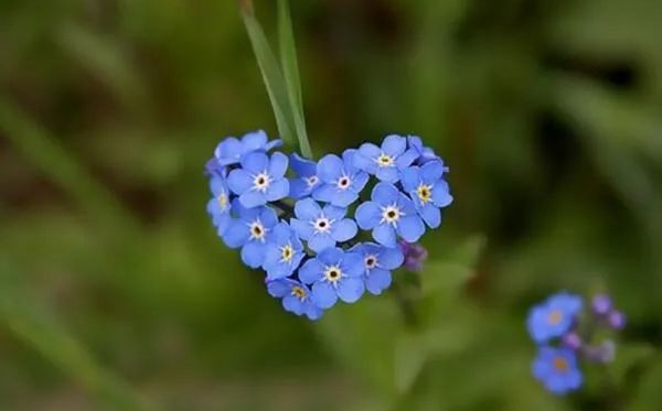 勿无私花语和寄意是甚么