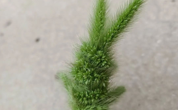 狗尾巴草的花语和寄意是甚么