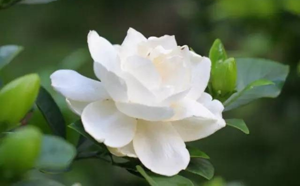 栀子花的花语,栀子花送人代表甚么意思