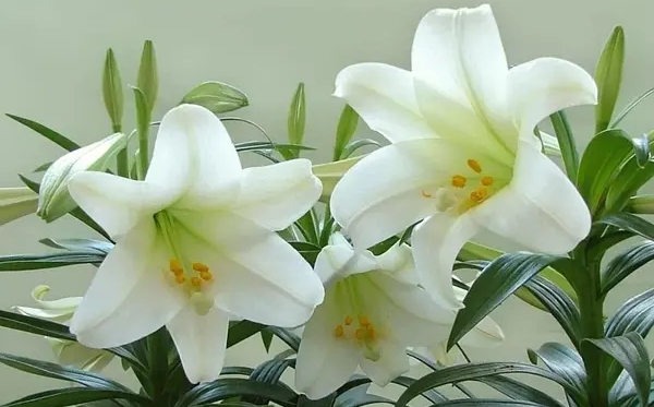 百合花的花语和寄意,百合花代表甚么意思