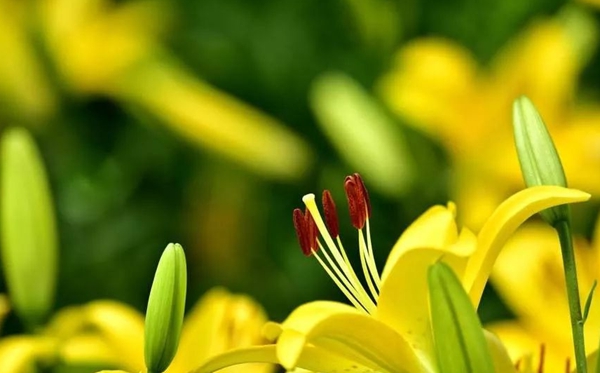 百合花的花语和寄意,百合花代表甚么意思
