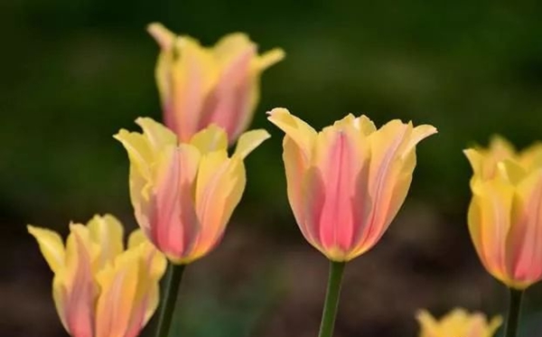 郁金香花语和寄意,郁金香意味着甚么